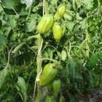 Tomate ancienne : andine cornue