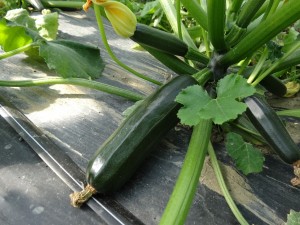 Courgette serre