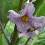 Fleur aubergine