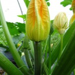 Fleur de courgette femelle