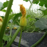 Fleur de courgette mâle