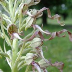 Fleur orchis bouc