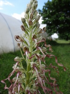 Orchis bouc