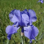 Iris bleu