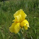Iris jaune