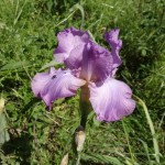 Iris mauve