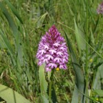 Orchis pyramidal