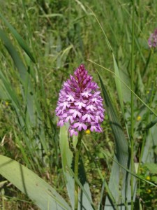 Orchis pyramidal