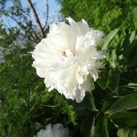 Pivoine blanche