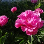 Pivoine fuchsia