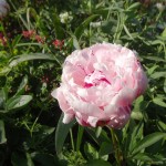 Pivoine rose