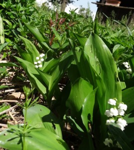 muguet2