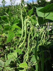 Haricots verts