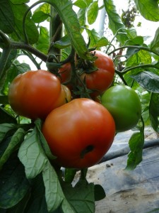 Tomates rouges