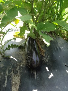 Aubergine