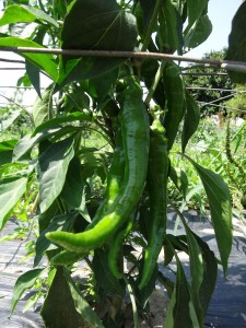 Piments doux des landes