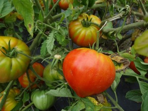 Tomate coeur de boeuf