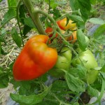 Tomates Andine cornue
