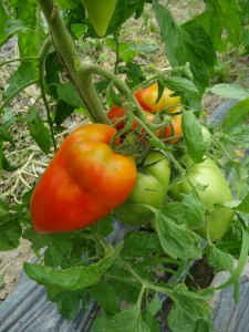 Tomate cornue des Andes