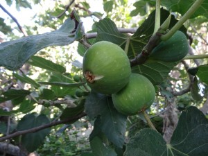 Figues blanches