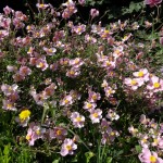 Fleurs roses aux coeurs jaunes