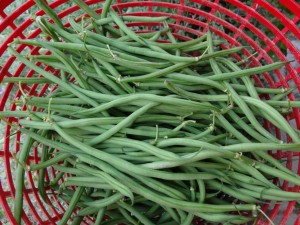 Haricots verts extra fins