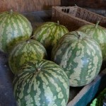 Pastèques à confiture