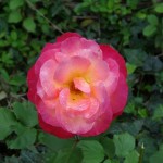 Rose dégradée