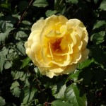 Rose jaune