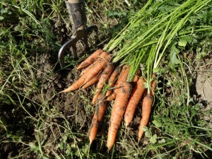 Cueillette carottes