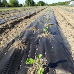 Aubergines plantées !