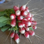 Bouquet de radis