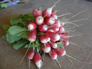 Bouquet de radis