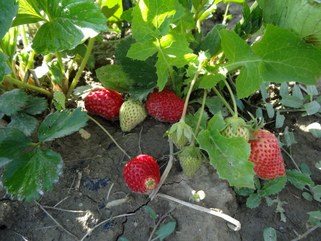 Fraises