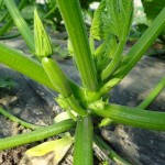 Petite courgette