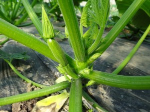 Petite courgette