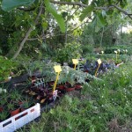 Plants potagers