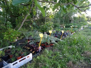 Plants potagers