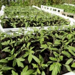 Plants de tomate à planter