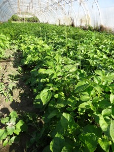 Pommes de terre nouvelles