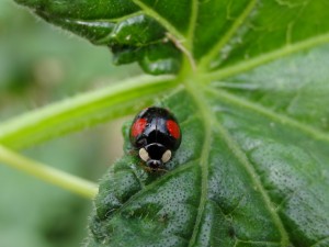 Coccinelle noire