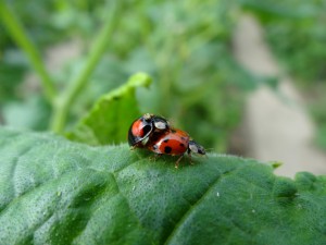 Coccinelles