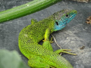 Lézard vert zoom