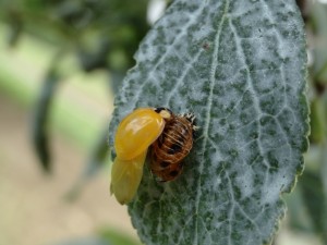 Naissance coccinelle