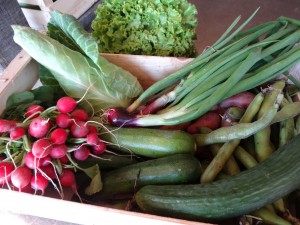 Panier légumes 20160608