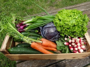 Paniers légumes 20160615