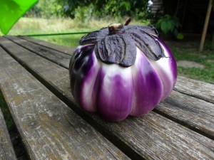 Aubergine de Florence