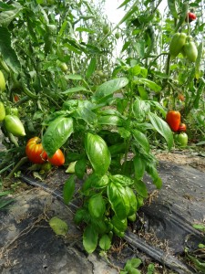 Pied basilic dans serre tomates