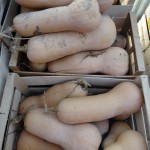 Butternut