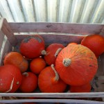 Potimarrons